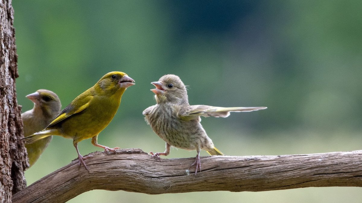 Comedy Wildlife Photography Awards 2023: See the funniest winners – NBC 5 Dallas-Fort Worth - Vimarsana News