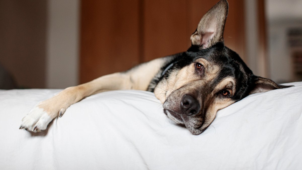 Pet safety tips for the holiday season – NBC 5 Dallas-Fort Worth - Vimarsana News