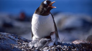 Close-up of nesting wild mother gentoo penguin and her newly hatched hungry chicks.