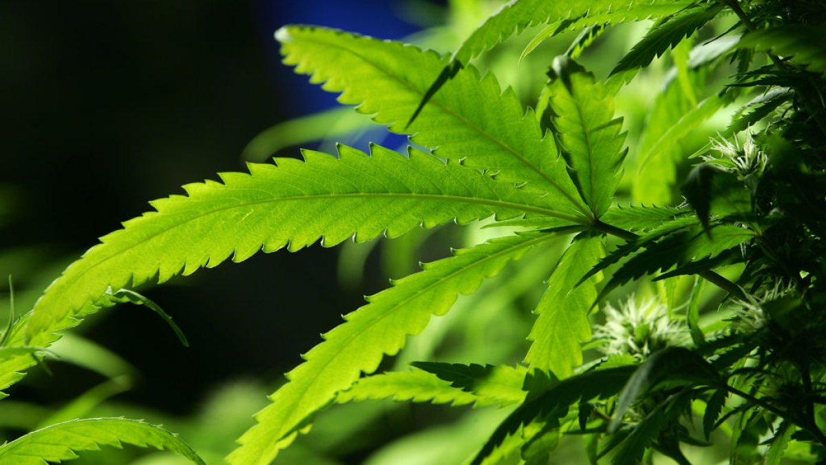 Ohio legalizes recreational marijuana for adults – NBC 5 Dallas-Fort Worth - Vimarsana News