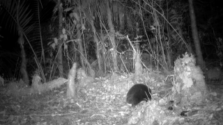 Attenborough’s long-beaked echidna captured on video in Indonesia.