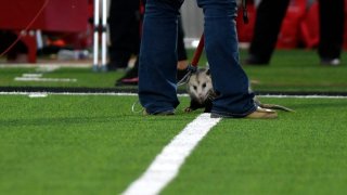 An opossum is detained by animal control during the Texas Tech game against TCU, Thursday, Nov. 2, 2023, at Jones AT&T Stadium.