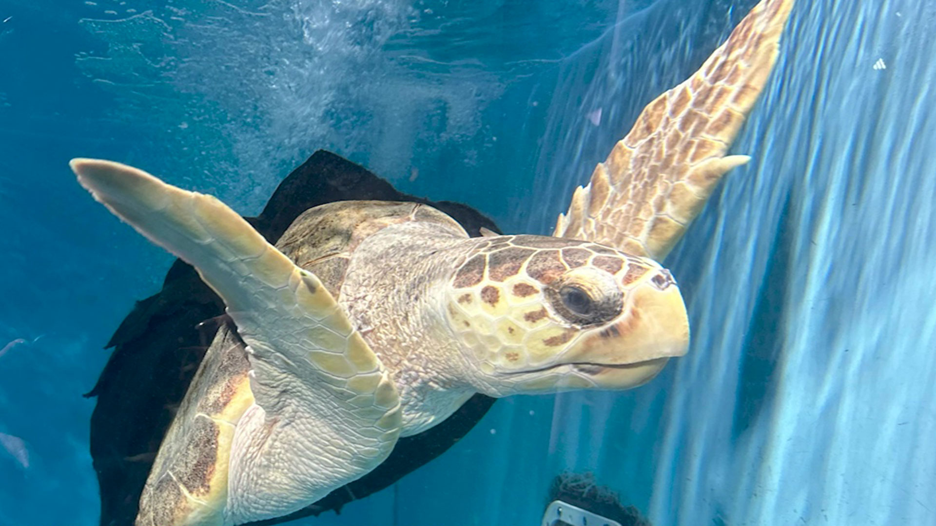 Loggerhead sea turtle with a special swim vest finds a new home in Dallas