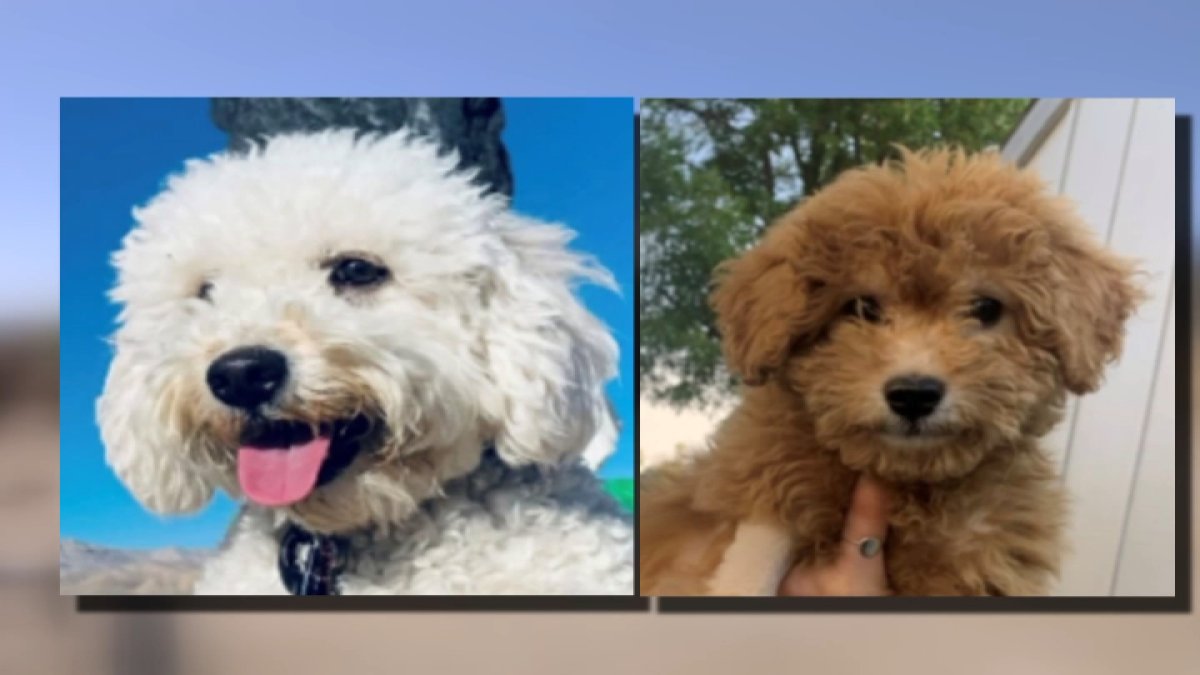 Inland Empire family accused of selling sick puppies – NBC 5 Dallas-Fort Worth - Vimarsana News