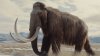 Woolly Mammoth de-extinction project underway in Dallas