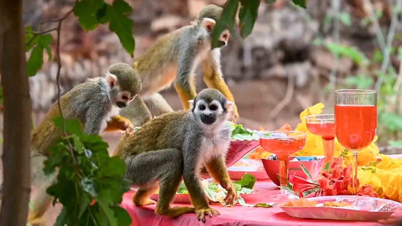 Squirrel monkeys enjoy Harry Potter themed Thanksgiving dinner at
Phoenix Zoo