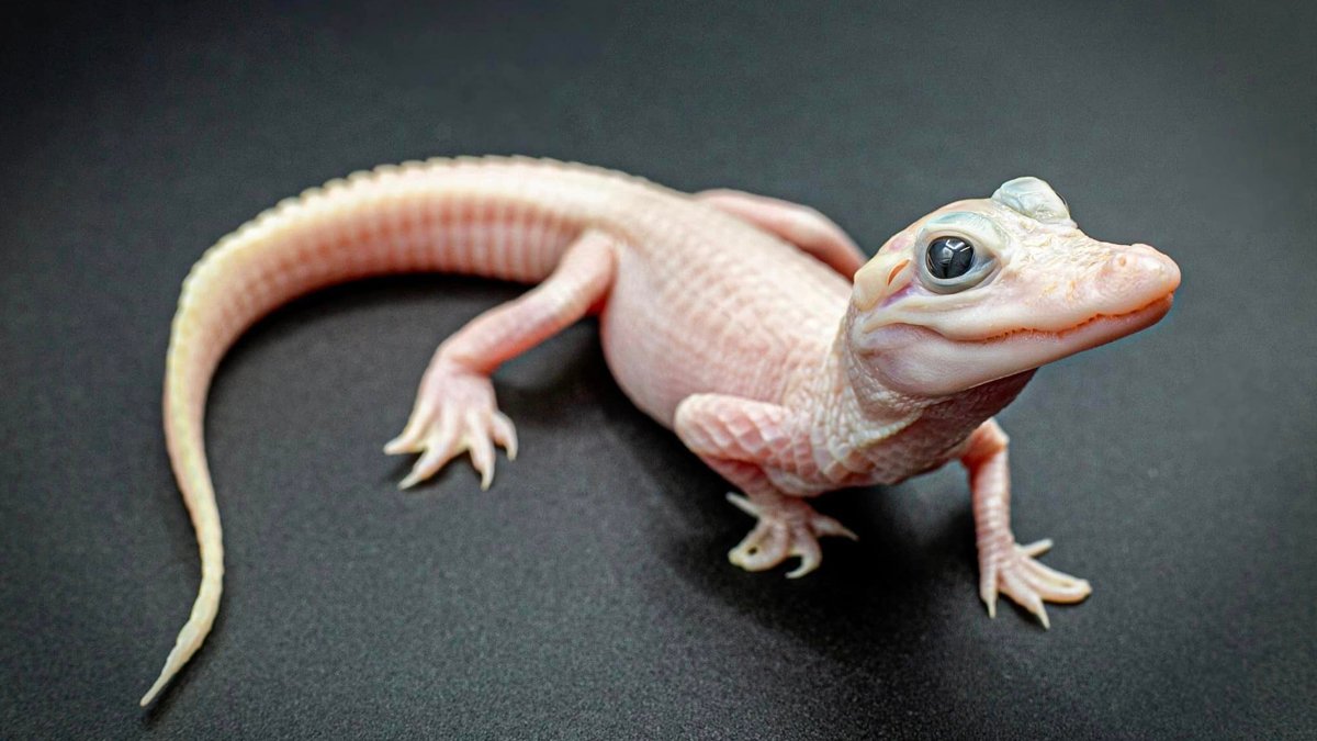 Extremely rare white leucistic alligator is born at Florida's Gatorland – NBC 5 Dallas-Fort Worth - Vimarsana News