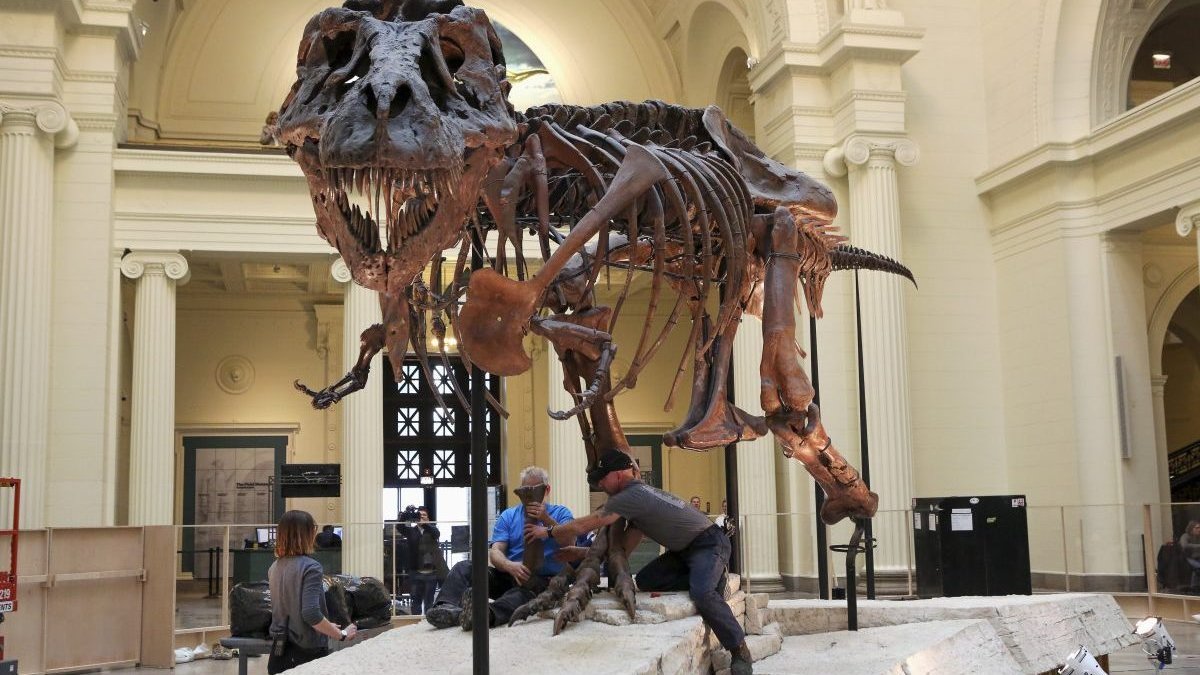Sue the T-rex: Who inherits what's left from $7.6-million dinosaur skeleton sale? – NBC 5 Dallas-Fort Worth - Vimarsana News