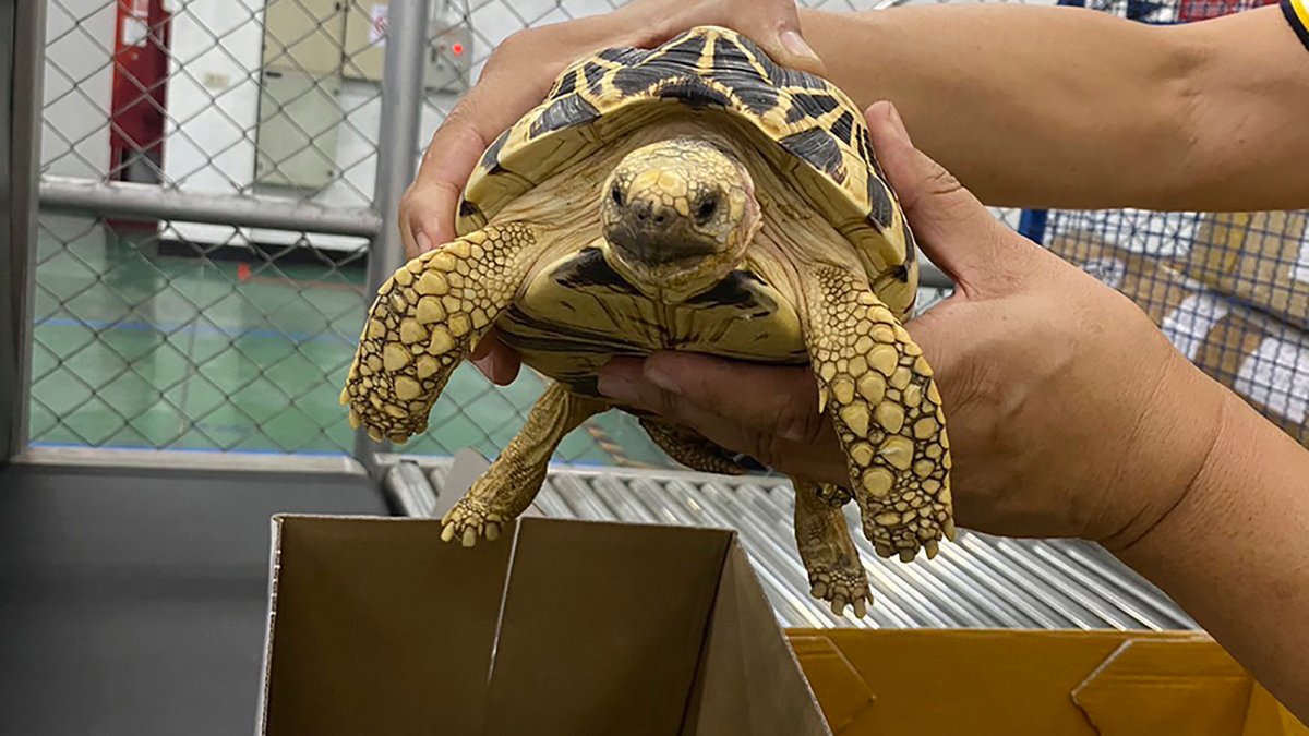 Police seize hundreds of animals during trafficking stings worldwide: Interpol – NBC 5 Dallas-Fort Worth - Vimarsana News