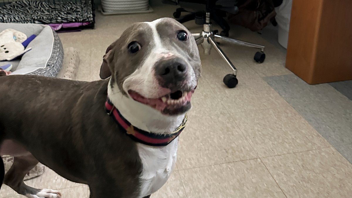 Animal shelters overcrowd as families face financial issues – NBC 5 Dallas-Fort Worth - Vimarsana News