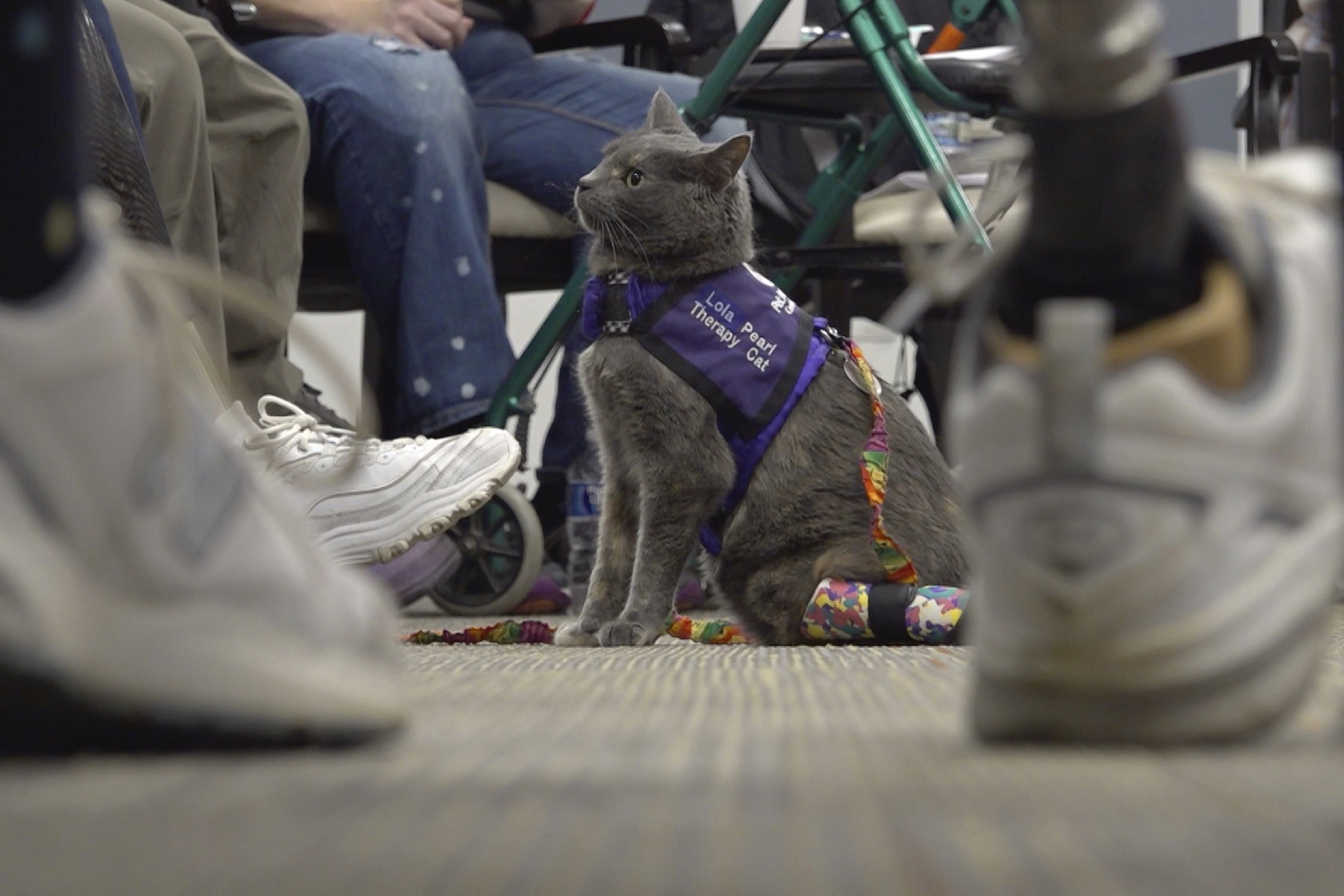 Cat and owner share amputee journey; help others through animal therapy – NBC 5 Dallas-Fort Worth - Vimarsana News