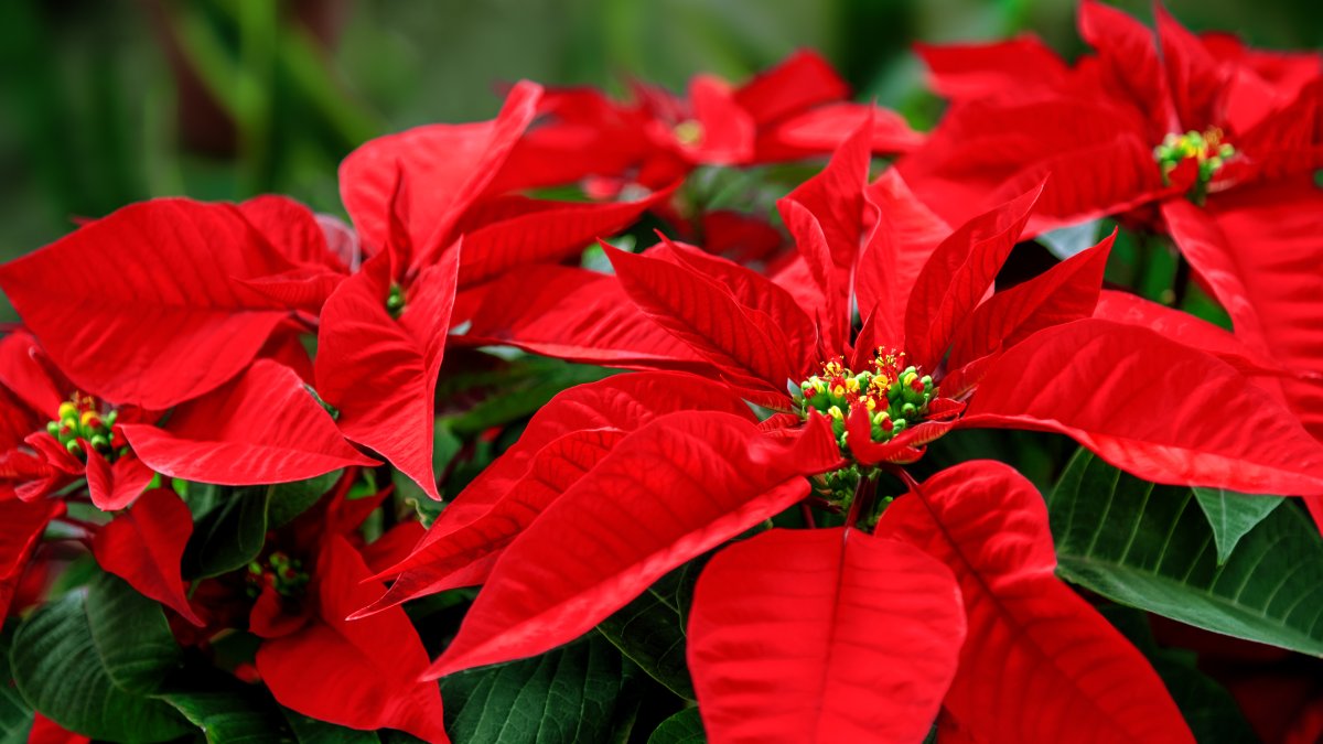 The poinsettia's name and origins get newfound attention – NBC 5 Dallas-Fort Worth - Vimarsana News