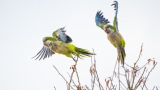 Cómo un pájaro verde brillante originario de Sudamérica terminó en Texas – NBC 5 Dallas-Fort Worth