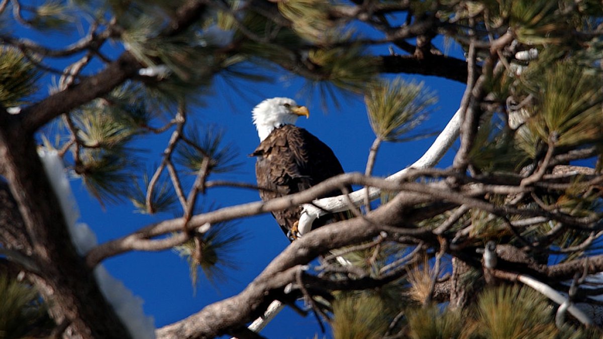 2 men charged with killing thousands of birds, including bald eagles, in Montana – NBC 5 Dallas-Fort Worth - Vimarsana News