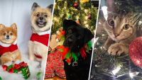 North Texans share holiday photos of their pets