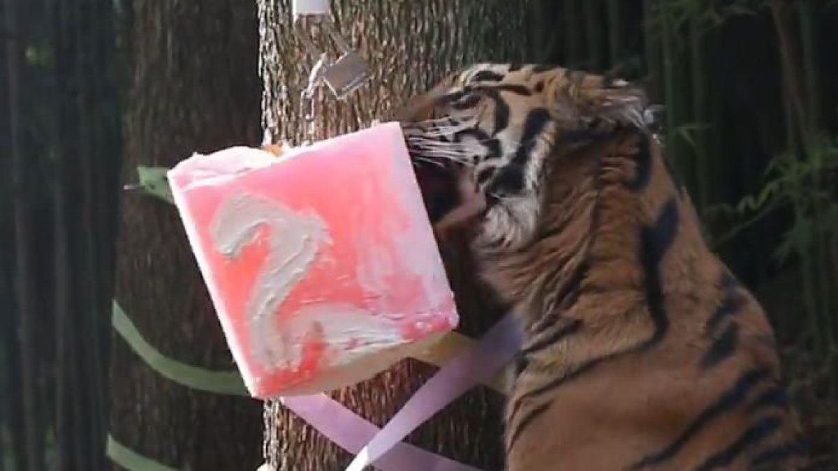 Tiger turns 2 at Dallas Zoo – NBC 5 Dallas-Fort Worth