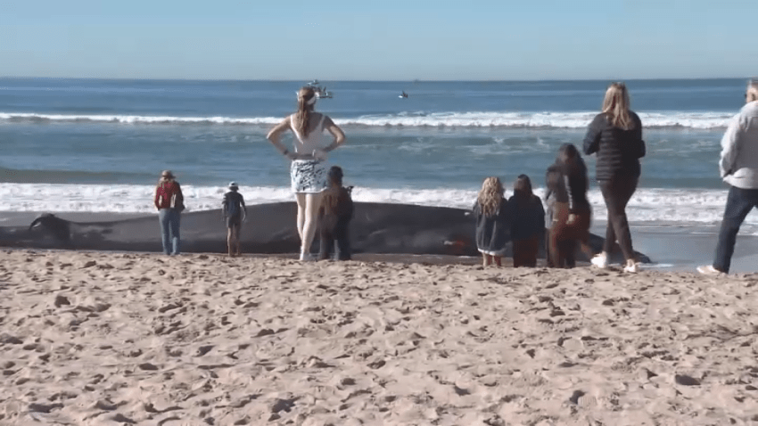 A group of onlookers observe a whale on Pacific Beach that washed ashore in San Diego, Dec. 10, 2023.