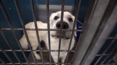 dfw humane society, irving animal services issue urgent plea for adoptions