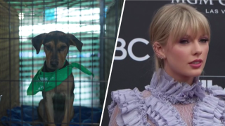 Pets Named After Taylor Swift Following Her Donations to Rescues