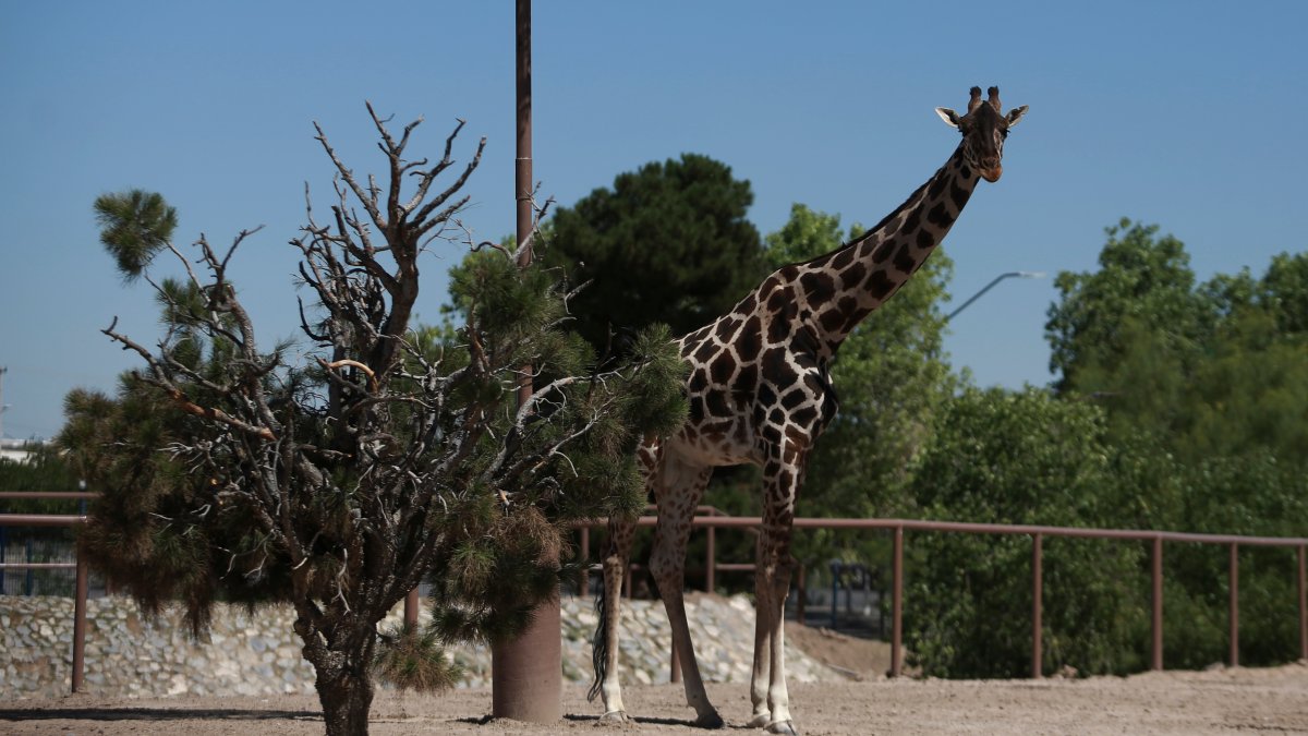 Benito the giraffe is moving to warmer southern Mexico – NBC 5 Dallas-Fort Worth - Vimarsana News