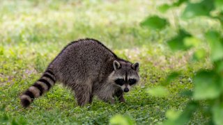 A raccoon making eye contact while foraging in the grass.
