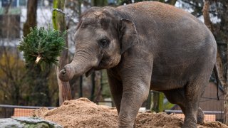 An Asian elephant throws a Christmas tree into the air