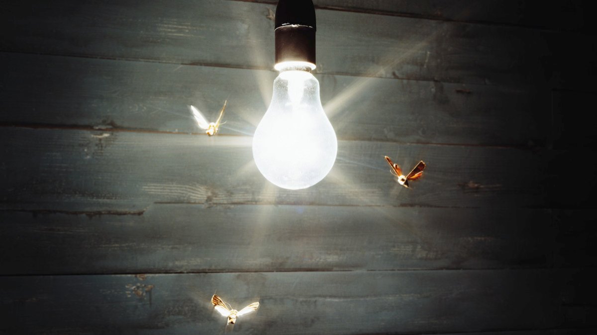 Why are insects attracted to lights? – NBC 5 Dallas-Fort Worth - Vimarsana News