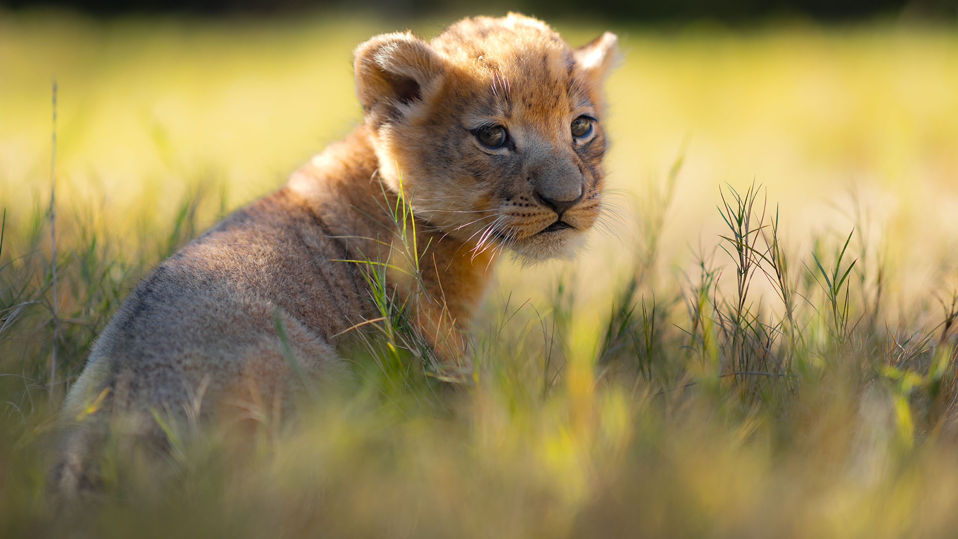 African lion cub born at Fort Worth Zoo – NBC 5 Dallas-Fort Worth