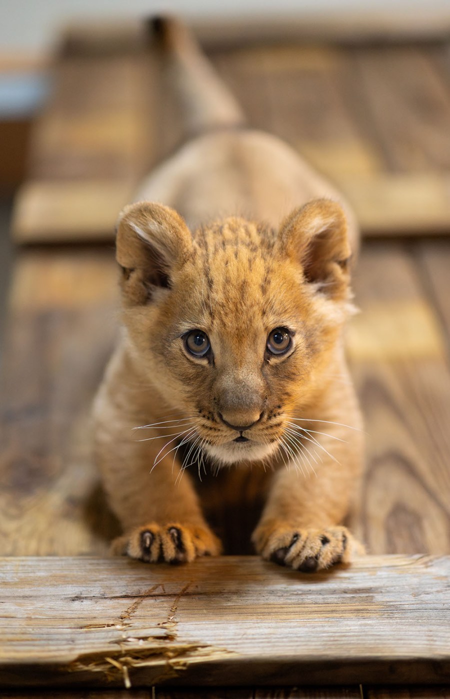 moja the lion cub