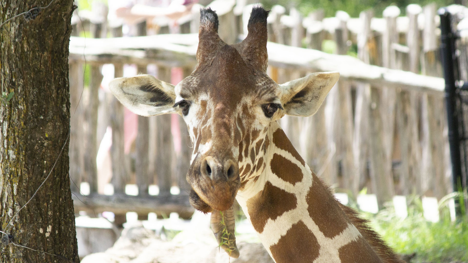 Dallas Zoo Euthanizes 15 Year Old Giraffe After A Fall Dislocates His   Dallas Zoo Giraffe Ferrell 