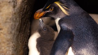 Darcy, a rockhopper penguin chick born at the Fort Worth Zoo, with dad Fredrick.