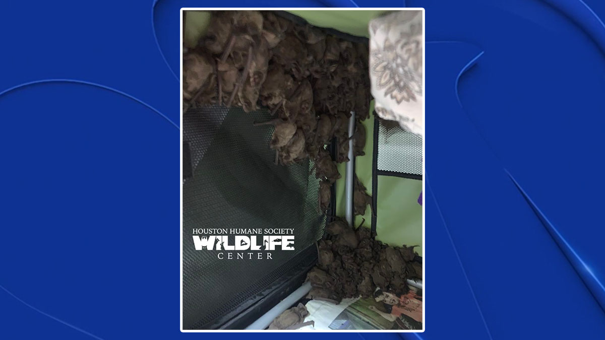Houston wildlife center rescues thousands of bats during winter weather