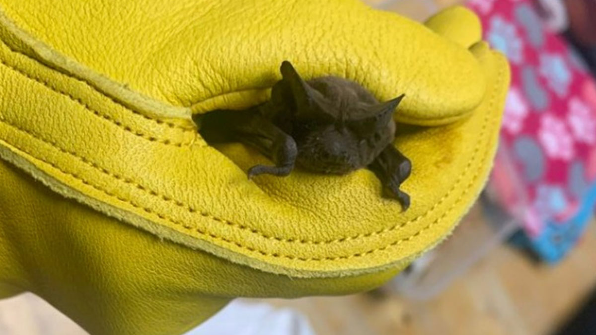 Houston wildlife center rescues thousands of bats during winter weather