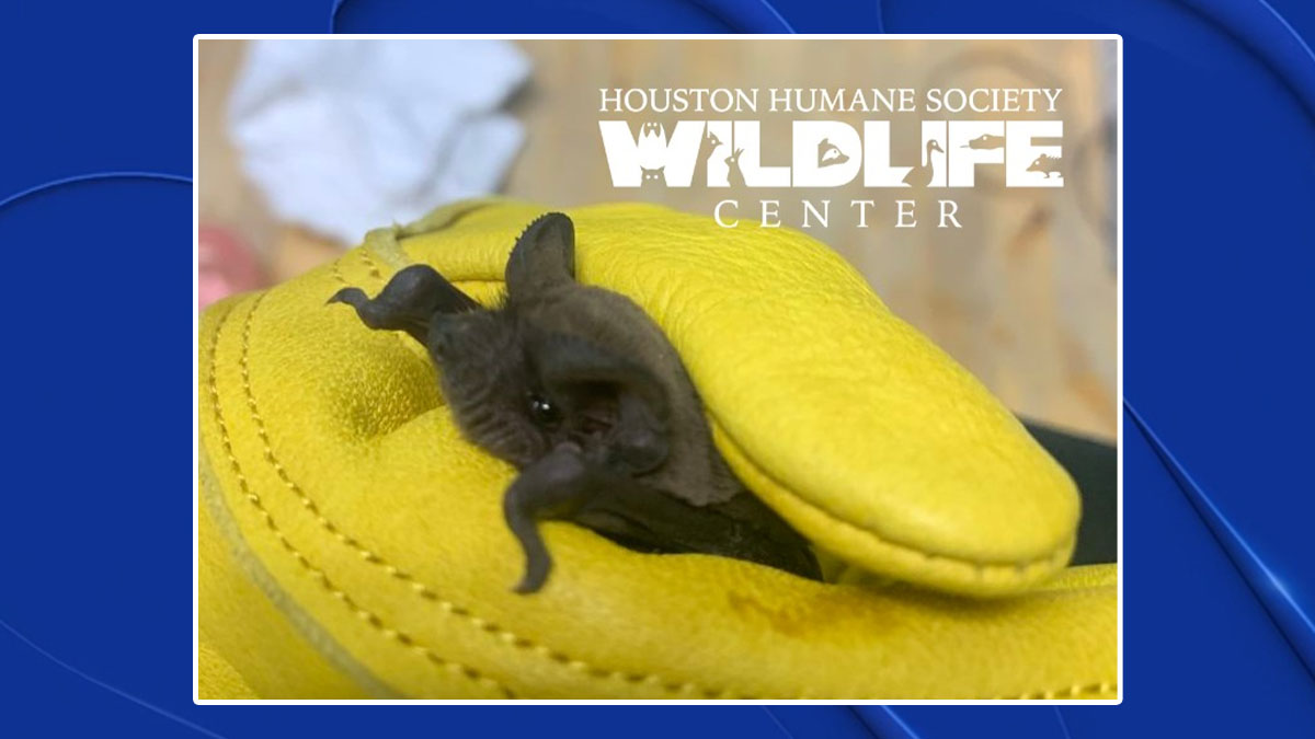 Houston wildlife center rescues thousands of bats during winter weather