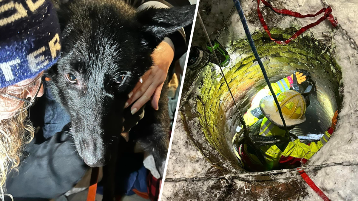 Kingston NH firefighters rescue dog from well – NBC 5 Dallas-Fort Worth - Vimarsana News