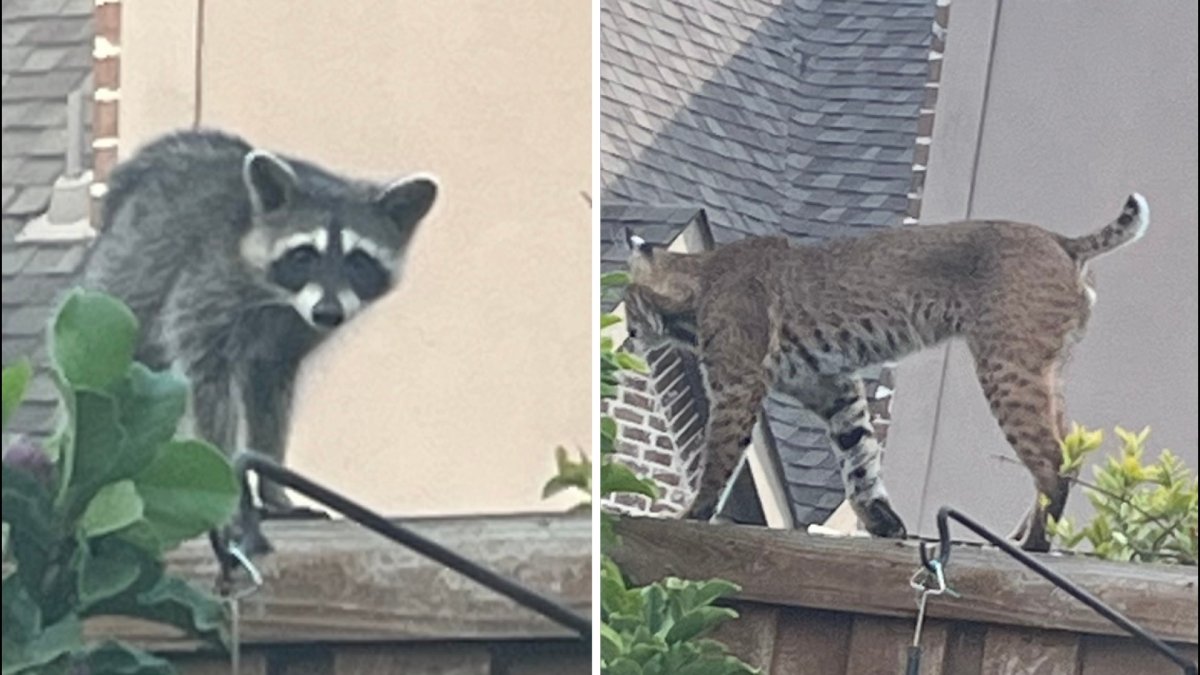 Raccoon and bobcat caught on camera in Plano backyard – NBC 5 Dallas