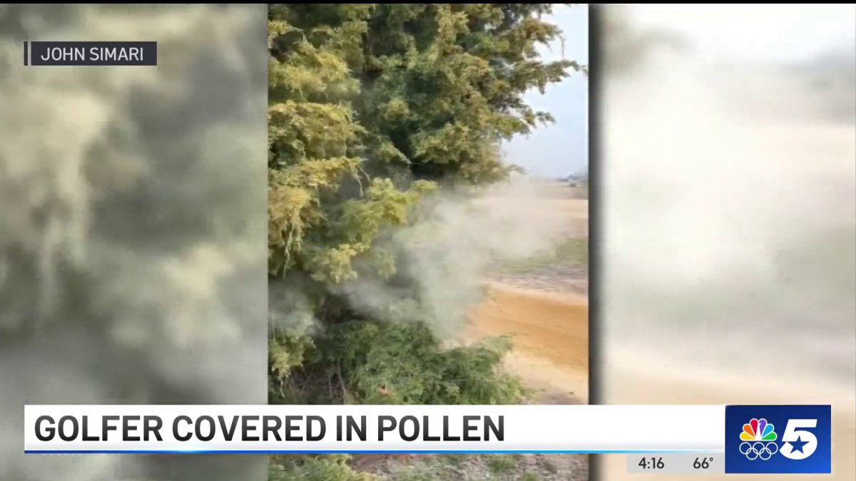 Video shows explosive pollen responsible for cedar fever nbc 5