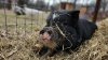Parker County pig rescued in exchange for a six-pack of beer and $100