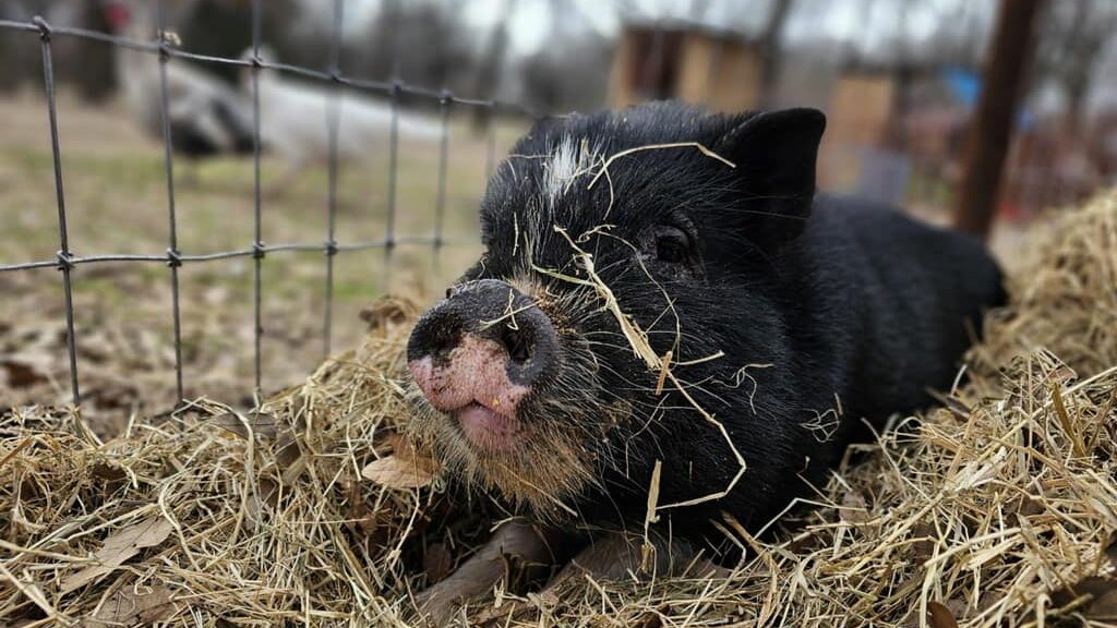 PARKER COUNTY PIG RESCUE