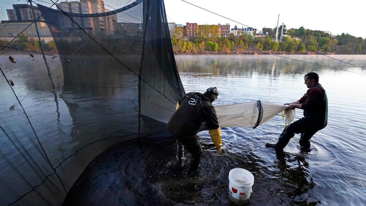Fishing regulators say no to catching more of this most valuable species