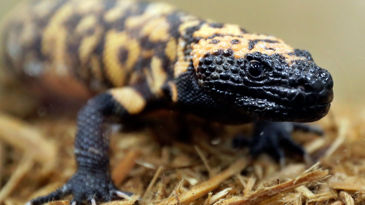 Colorado man dead after pet Gila monster bite – NBC 5 Dallas-Fort Worth - Vimarsana News