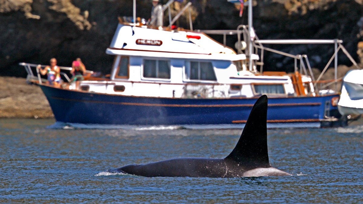 Coast Guard launch boat alert program to protect whales in Seattle – NBC 5 Dallas-Fort Worth - Vimarsana News