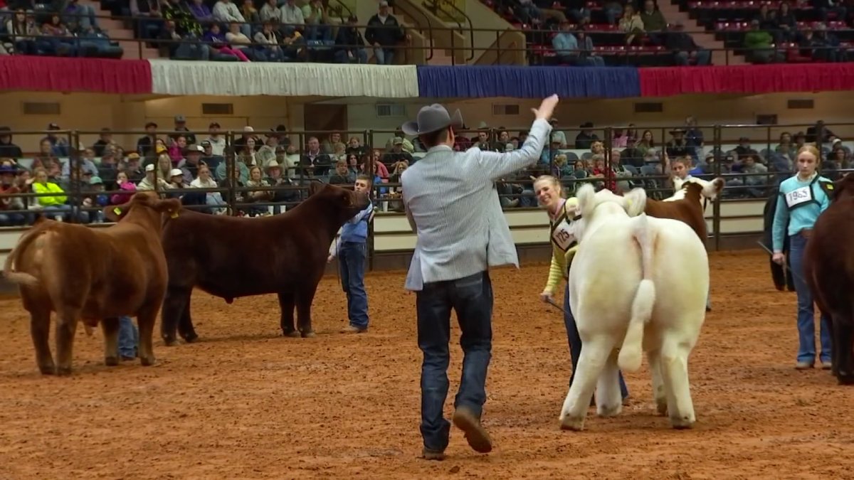 Fort Worth Stock Show & Rodeo Grand Champion Junior Steer crowned – NBC ...