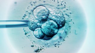 Embryo selection for IVF, light micrograph.