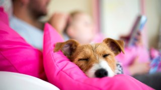 Comfortable dog lying on a bed sleeping. A father is reading a bedtime story to his daughter in the background. Focus is on the dogs face.