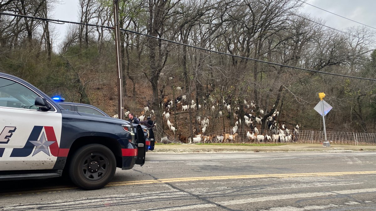 Huge herd of goats found roaming around Texas neighborhood NBC 5(00)
