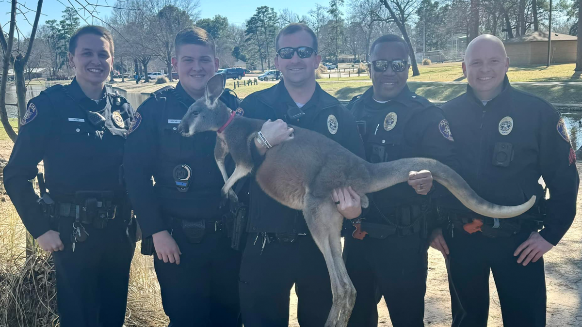 Exotic kangaroo sighting in Texas – NBC 5 Dallas-Fort Worth