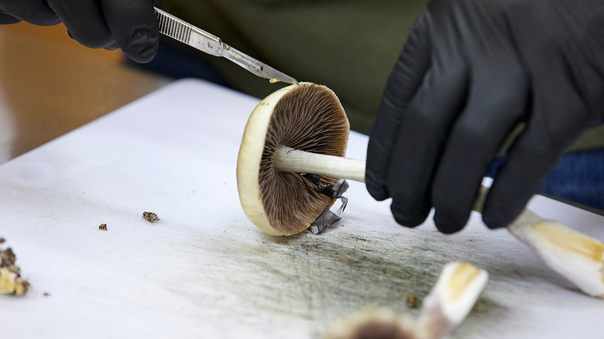 As money pours into psychedelics, pharma economics take hold – NBC 5 Dallas-Fort Worth - Vimarsana News