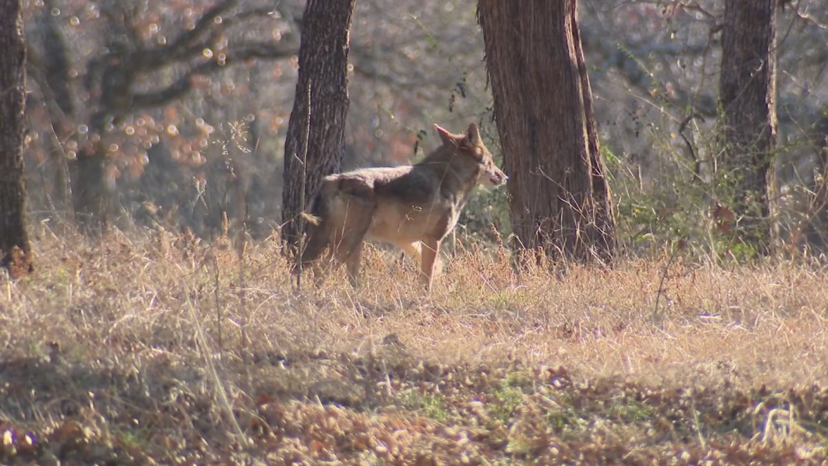 www.nbcdfw.com