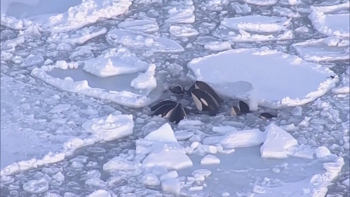 Orcas trapped by ice off Japan's coast appear to have escaped – NBC 5 Dallas-Fort Worth - Vimarsana News